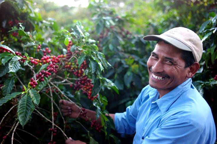 Cacao puro de Guatemala en su estado natural