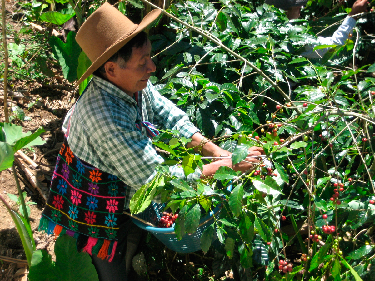 Grano de cacao guatemalteco procesado de forma artesanal